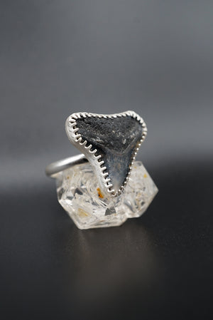 ~Bull Shark Tooth Ring~ Adjustable Size 6.5