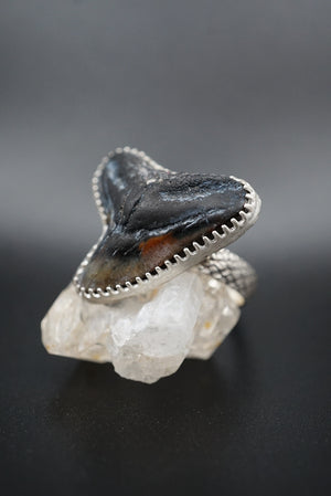 ~Tiger Shark Tooth Ring~ Adjustable Size 8.5 Snakeskin Band