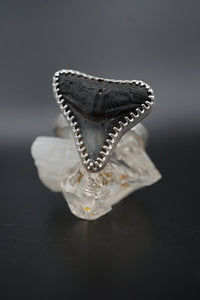 ~Bull Shark Tooth Ring~ Adjustable Size 8.5 Hammered Band