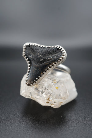 ~Bull Shark Tooth Ring~ Adjustable Size 6.5