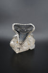 ~Bull Shark Tooth Ring~ Adjustable Size 6.5