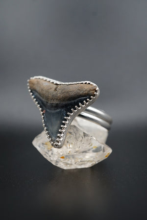 ~Bull Shark Tooth Ring~ Adjustable Size 10