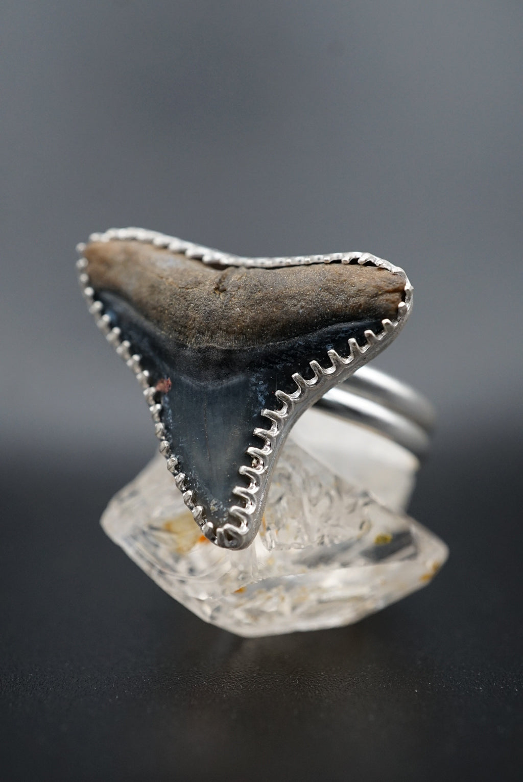 ~Bull Shark Tooth Ring~ Adjustable Size 10