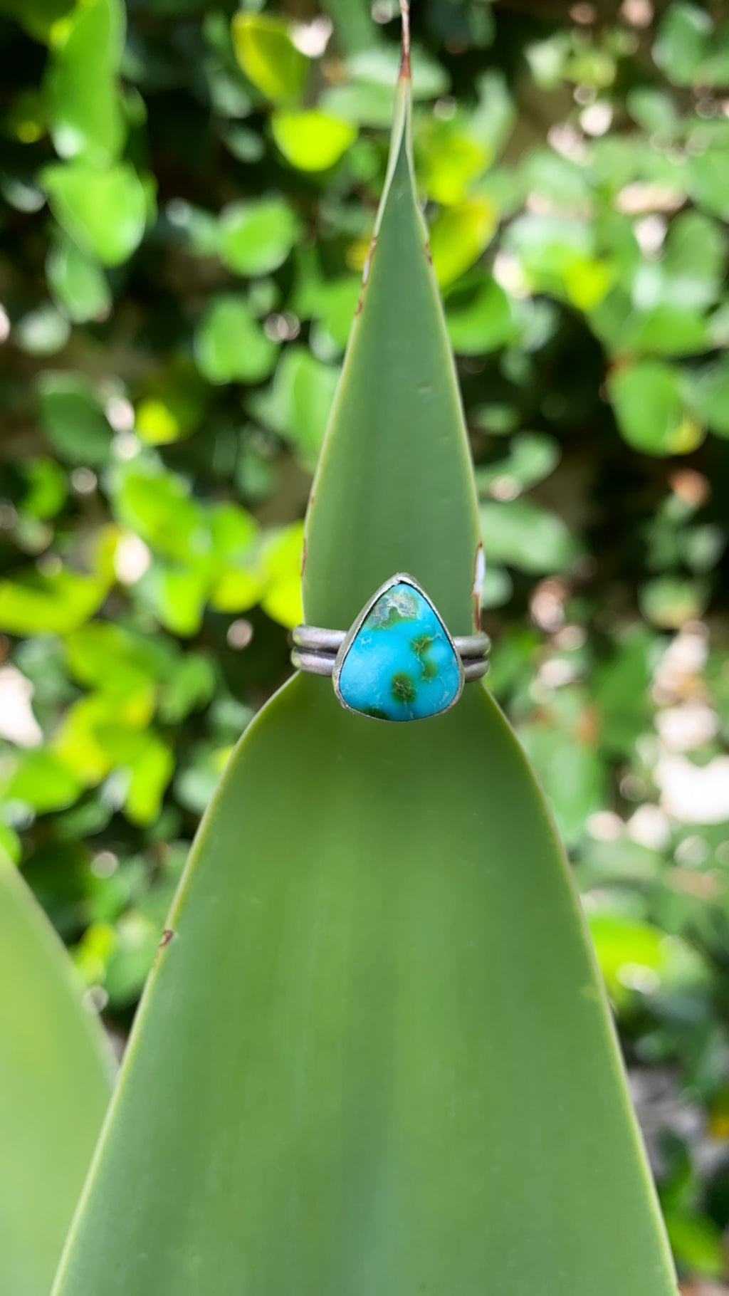 ~ Sonoran Gold Turquoise ~ {Size 6}